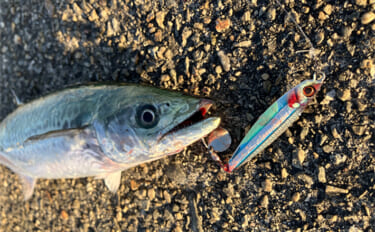 春まで閉鎖になった『大阪南港魚つり園』でのショアジギ釣行でサゴシ3連発…