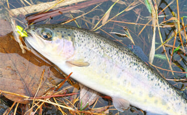 「日本ラインマス釣り場」でフライフィッシングに初挑戦【岐阜】キャスティ…