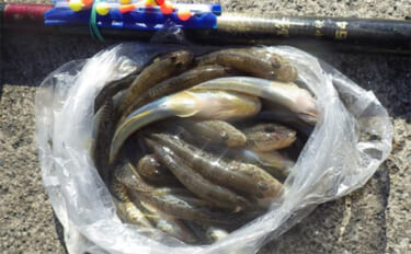 千葉県の落ちハゼ釣りで良型交じり本命51匹キャッチ！ 入れ食いタイムも…