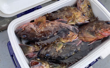 穴釣りで26cm頭に良型カサゴを連打！【三重】釣った魚の内蔵をエサにし…