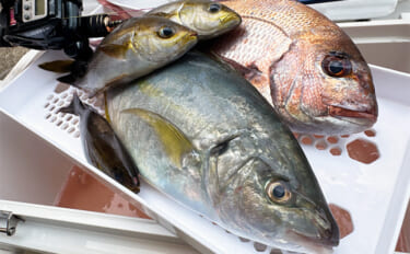 船シマアジ釣りにおけるリールの選び方　利き手で巻く手巻きリールがオスス…