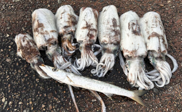 ヤエン釣りで1日中アオリイカがアタリっぱなし！【福井】水中はまだまだシ…