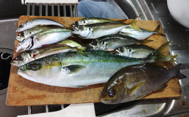 「遠投カゴ釣りデビューしてみた！」2回目の堤防釣行で37cmイサキをキ…