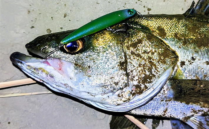 バチ抜け　ルアーセット売り　シーバス バチ抜け ルアーセット売り シーバス バチ抜けシーバス｜江東区運河筋