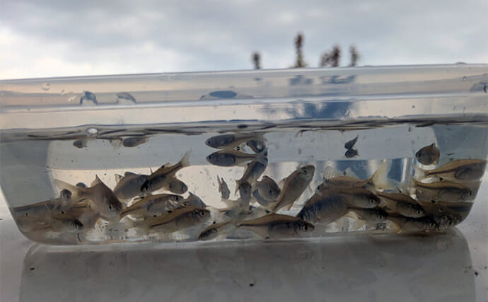 減水水路のタナゴ釣りで50匹超え達成【京都】 岸際の浅場を極小仕掛けで攻略