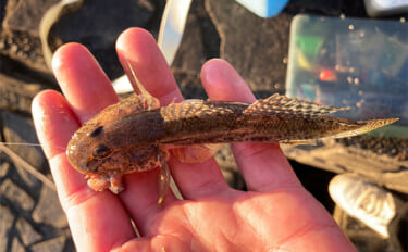 「冬は釣れればデカい！」シーズン終盤のハゼ釣りで20cm頭に落ちハゼ5…