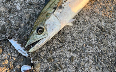 波止でのショアジギング釣行で50cm級肉厚サゴシをキャッチ！【大阪・泉…