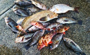 日中のライトソルトゲームで今期初メバルをキャッチ【神戸】エビ型ワームに…