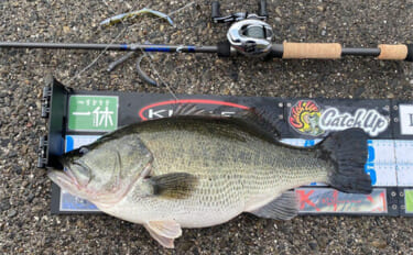 バス釣りにおける【アルコナイトリングのメリット・デメリット】　廉価版と…