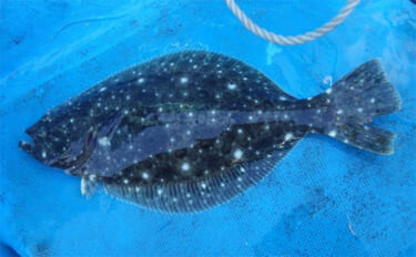 部分解禁の鹿島沖ヒラメ釣りでトップ7匹！【大春丸】ゲストにマハタとイナ…