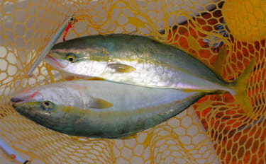 2025年夏の高水温がもたらした意外な影響　魚よりベイトが直接的なダメ…