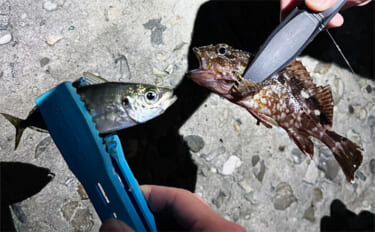 泉大津の波止ライトゲームでアジにカサゴが連発【大阪】想定外のヒラセイゴ…