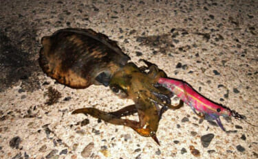 堤防エギングでアオリイカ3杯キャッチ成功【山陰】手前のブレイクで連続ヒ…