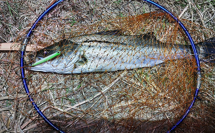 85cmランカー級シーバス獲った！【養老川】バチパターンが的中で本命連発