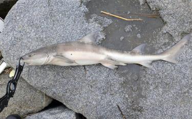 本命シーバスと勘違いしがちなゲストたち　ウナギにサメもルアーにヒットす…