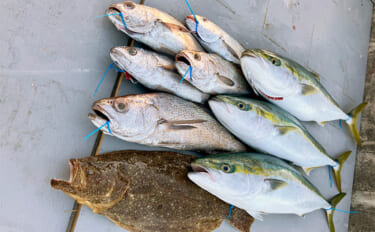 ノマセ釣りで大型メジロを連打！【和歌山・MCL】良型クログチとも対面成…