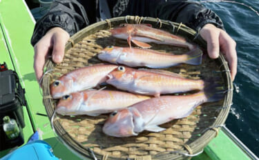 アマダイ釣りは多彩なゲストとの出会いが面白い！【ちがさき丸】本命5匹に…