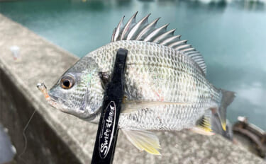 中紀エリアのライトゲームでキビレにアジにアオリイカと多彩！【和歌山】