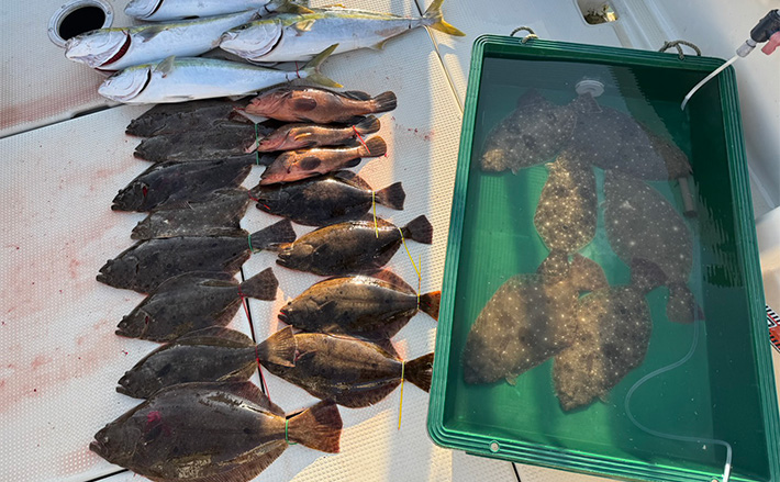 周防灘の泳がせ釣りでヒラメ57cm頭に船中18尾手中！【山口・第八新西丸