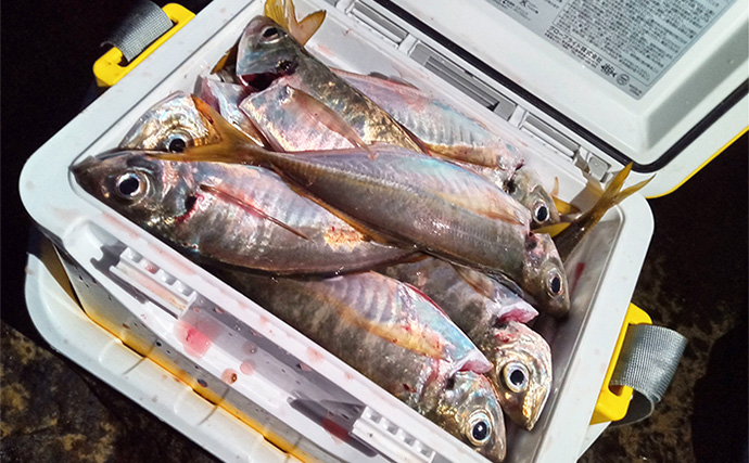 「夕マズメに25〜27cmが連発 ！」地磯アジングで良型50尾をキャッチ【福岡】