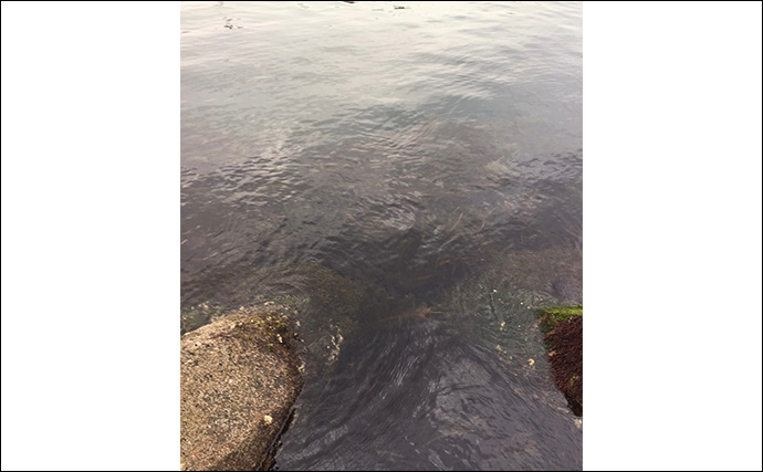 「メバルはどんな場所にいる？」 メバリングで集中的に狙うべき5つのポイント