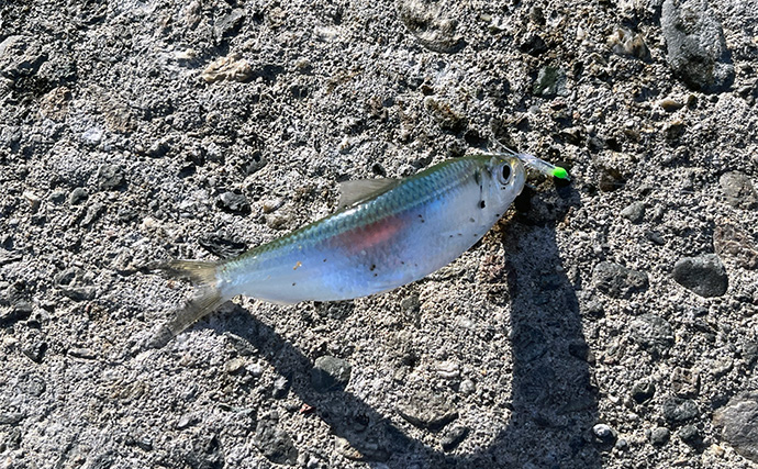 寒波到来＆暴風の浜名湖でダイソージグサビキを投げてみた　ヒイラギ入れ掛かりの謎