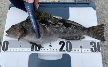 初心者にもオススメ！ 【真冬の堤防で釣ることができる美味しいサカナ4選…