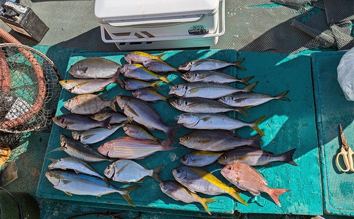 那智勝浦の天びん五目釣りで季節外れのウメイロが連発【和歌山】多彩な美味魚が続々