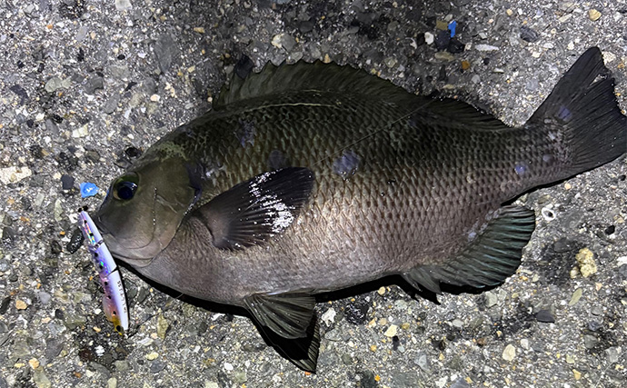 ライトゲームアングラー的「釣れて嬉しい魚」と「嬉しくない魚」