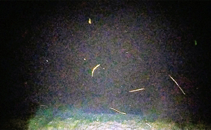 バチ抜けが発生しやすい場所（河川）3選　シーバス用オススメルアーも紹介