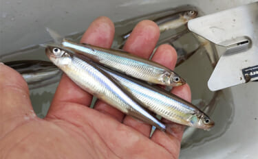 相模湖のボートワカサギ釣りで213尾手中！【神奈川】仕掛け変更と拾い釣…