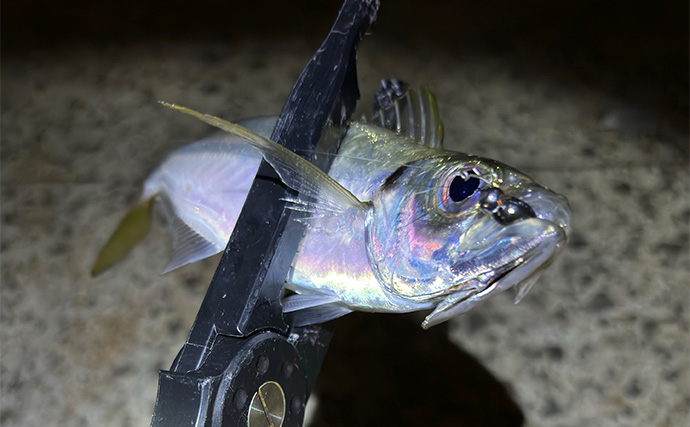 「型狙いでも数狙いでもなし」 冬の釣りの醍醐味は1尾を目指すことにあり？