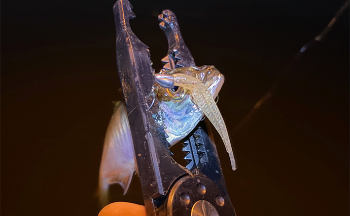 垂水漁港でのアジング釣行でアジのツ抜け達成【兵庫】時合いはわずか10分ほど