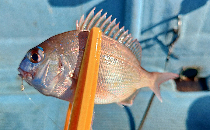 「諦めない心が奇跡を呼んだ！」今が旬の串本カセでメジロ級の寒ブリをキャッチ【大裕丸】