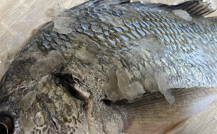 初めて釣った良型キビレで作る「鯛雑炊」レシピ　頑張って作ったのに味がしない？