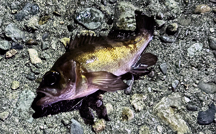 「型狙いでも数狙いでもなし」 冬の釣りの醍醐味は1尾を目指すことにあり？