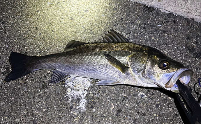 陸っぱりメバリングで60cm級シーバスがヒット【大阪・泉大津】メバルにはまだ水温高めか