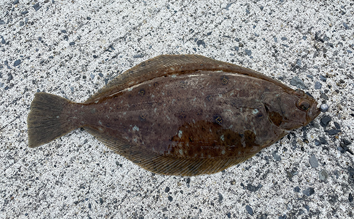 初心者にもオススメ！ 【真冬の堤防で釣ることができる美味しいサカナ4選】