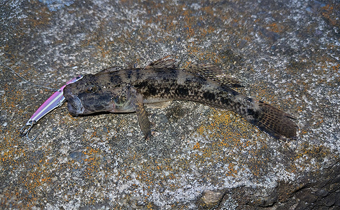 真冬のデイシーバスゲーム攻略の極意　「浅場のボトム」を狙うべし！