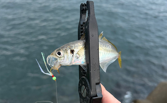 秋の青物回遊シーズンは一旦終了か　大阪湾沿岸ショアジギングの現状と今後