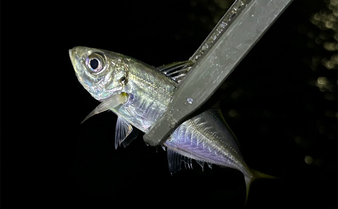 「アジが釣れる場所はココ！」 アジングで重点的に狙うべきポイント5選