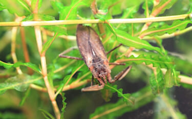 捕えたサカナを溶かして吸う？　絶滅危惧種の水生昆虫『タイコウチ』のすご…