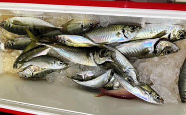 夜のコマセアジ船で40cm級ギガアジ釣れた！【静岡・焼津】想定外のオオ…