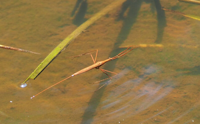 水生昆虫＜ミズカマキリ＞はまるで忍者？　標的を溶かして食べる水中ハンター