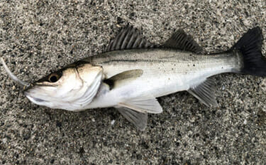 堤防ルアーゲームでシーバス2桁キャッチ！ アシストフック付きワームに連…