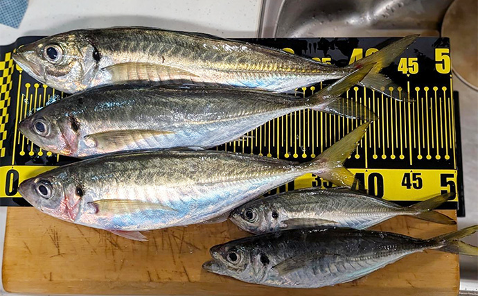 夜のコマセアジ船で40cm級ギガアジ釣れた！【静岡・焼津】想定外のオオスジハタも好捕