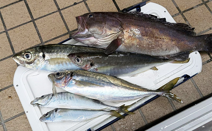 夜のコマセアジ船で40cm級ギガアジ釣れた！【静岡・焼津】想定外のオオスジハタも好捕