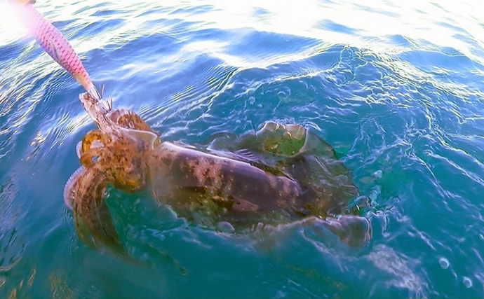 日本海タイラバ＆ティップラン豪華リレー釣りを満喫【新潟】良型マダイに大型アオリイカが浮上！