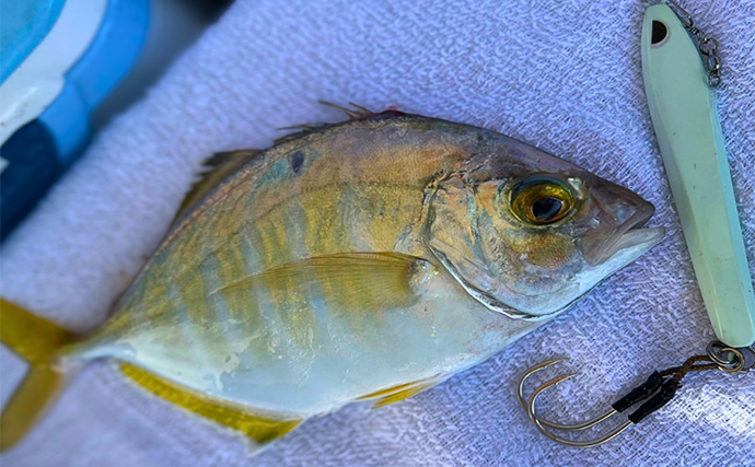 日本海タイラバ＆ティップラン豪華リレー釣りを満喫【新潟】良型マダイに大型アオリイカが浮上！