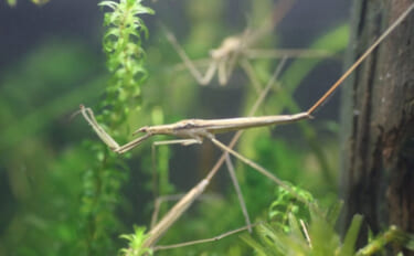 水生昆虫＜ミズカマキリ＞はまるで忍者？　標的を溶かして食べる水中ハンタ…